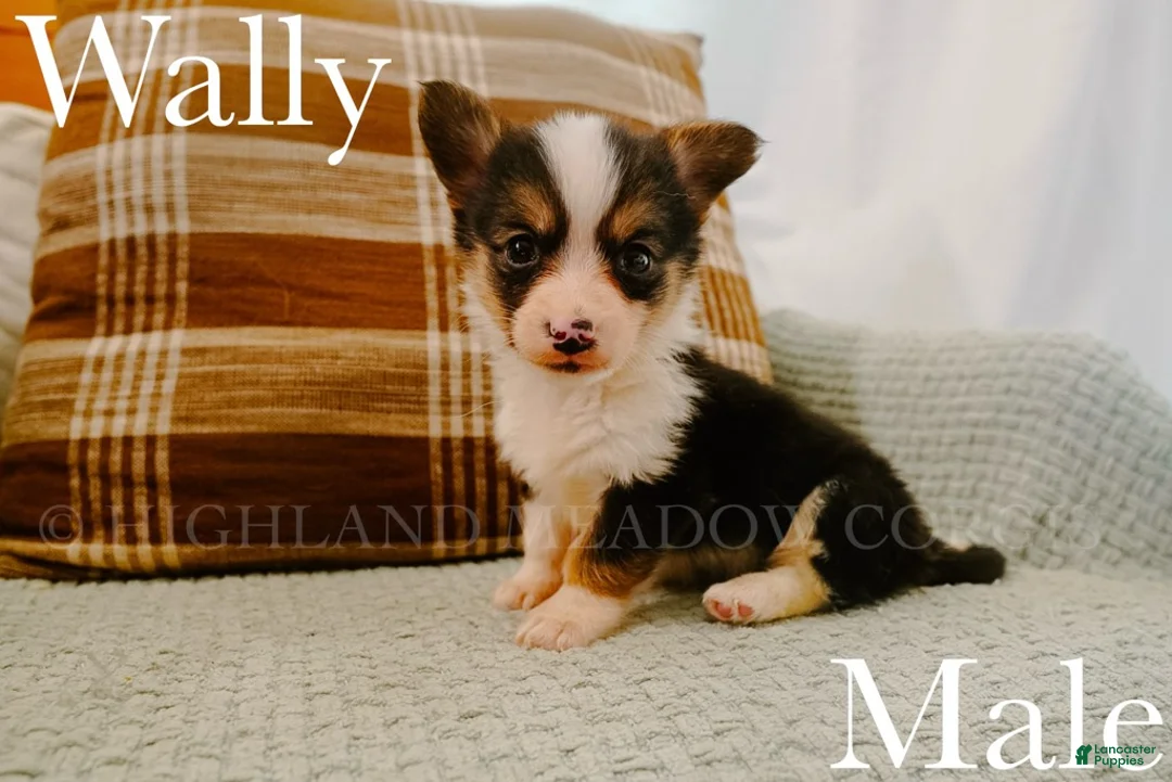 Welsh Corgi Pembroke dogs for sale: Wally - Ad 1