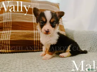 Welsh Corgi Pembroke dogs Wally - Ad 1