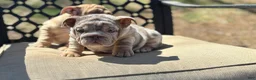 English Bulldog dogs for sale: Peach - Ad 6