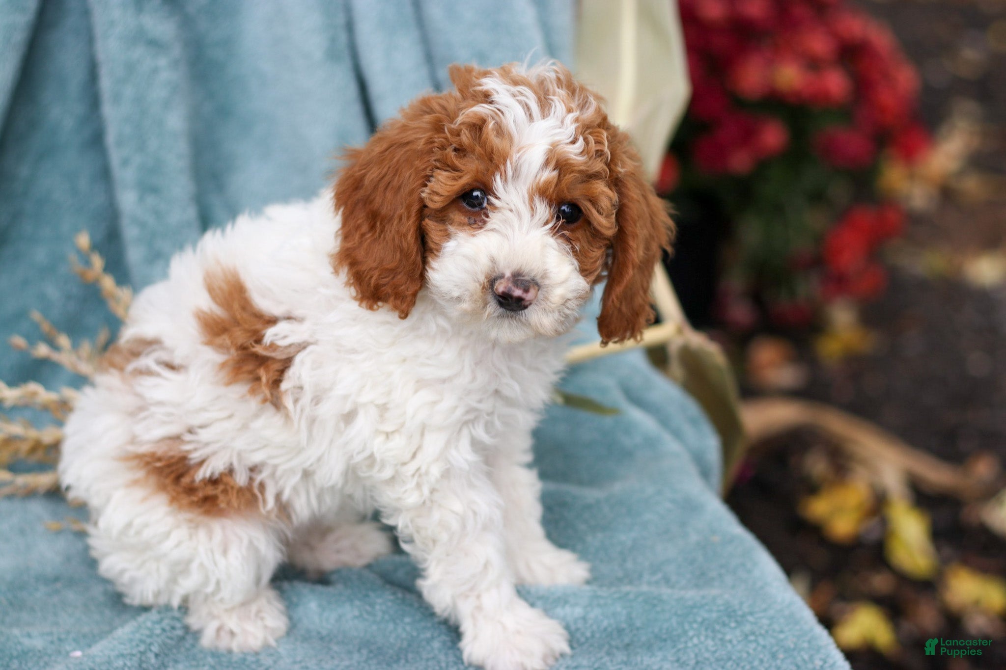 Miniature Poodle dogs Delilah - Ad 40
