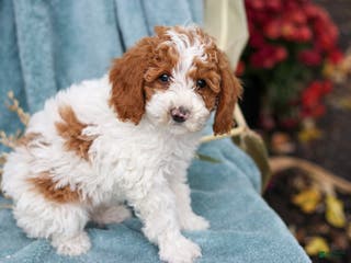 Miniature Poodle dogs for sale: Delilah - Ad 2