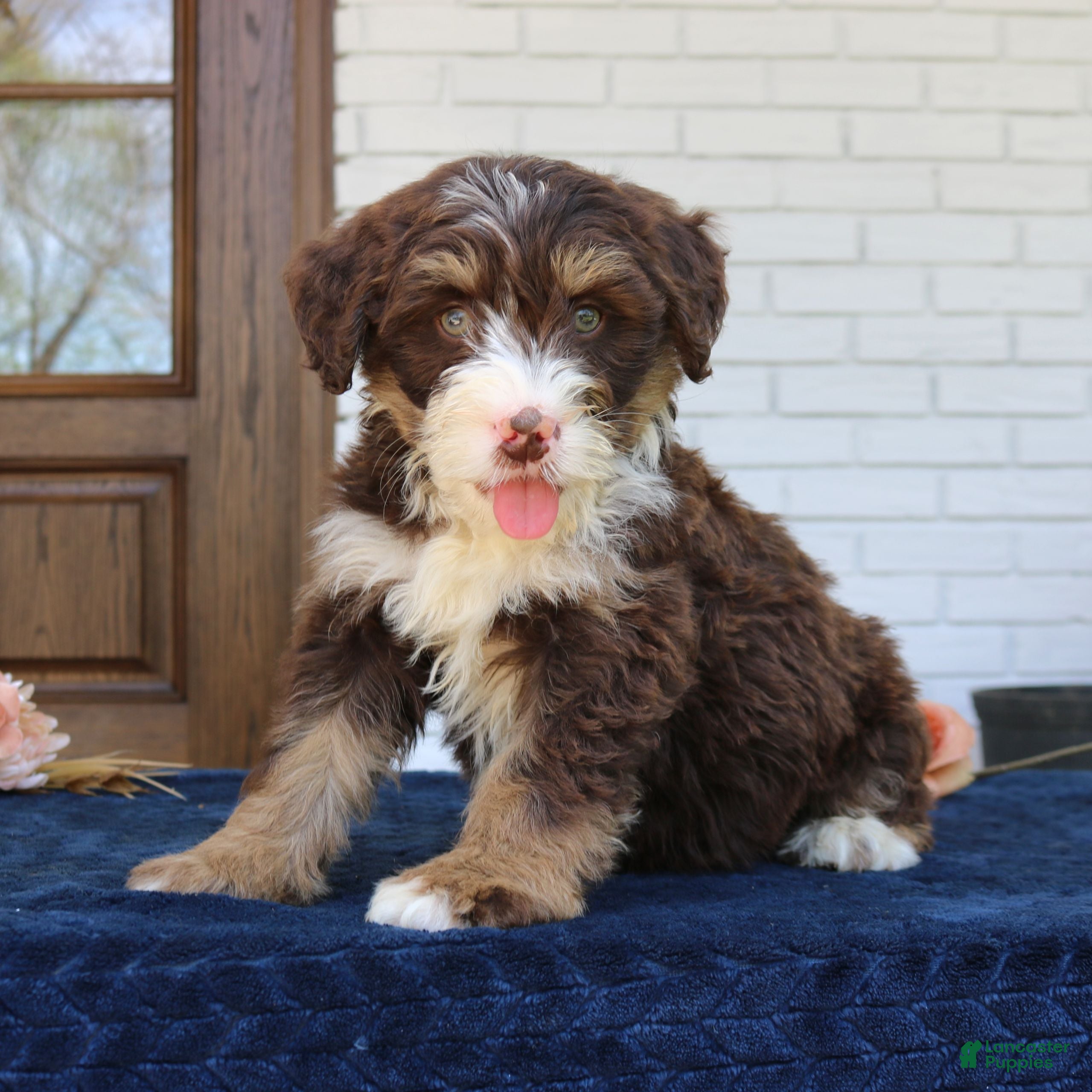 Mini Bernedoodle dogs Bandit  - Ad 2