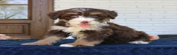 Mini Bernedoodle dogs for sale: Bandit  - Ad 2