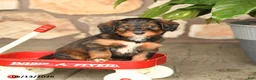 Double Doodle dogs for sale: Caramel - Ad 2