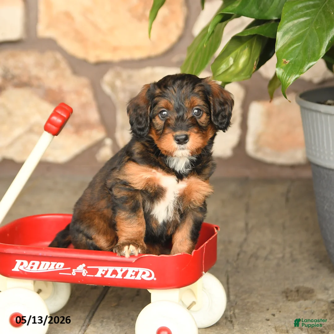 Double Doodle dogs for sale: Caramel - Ad 2