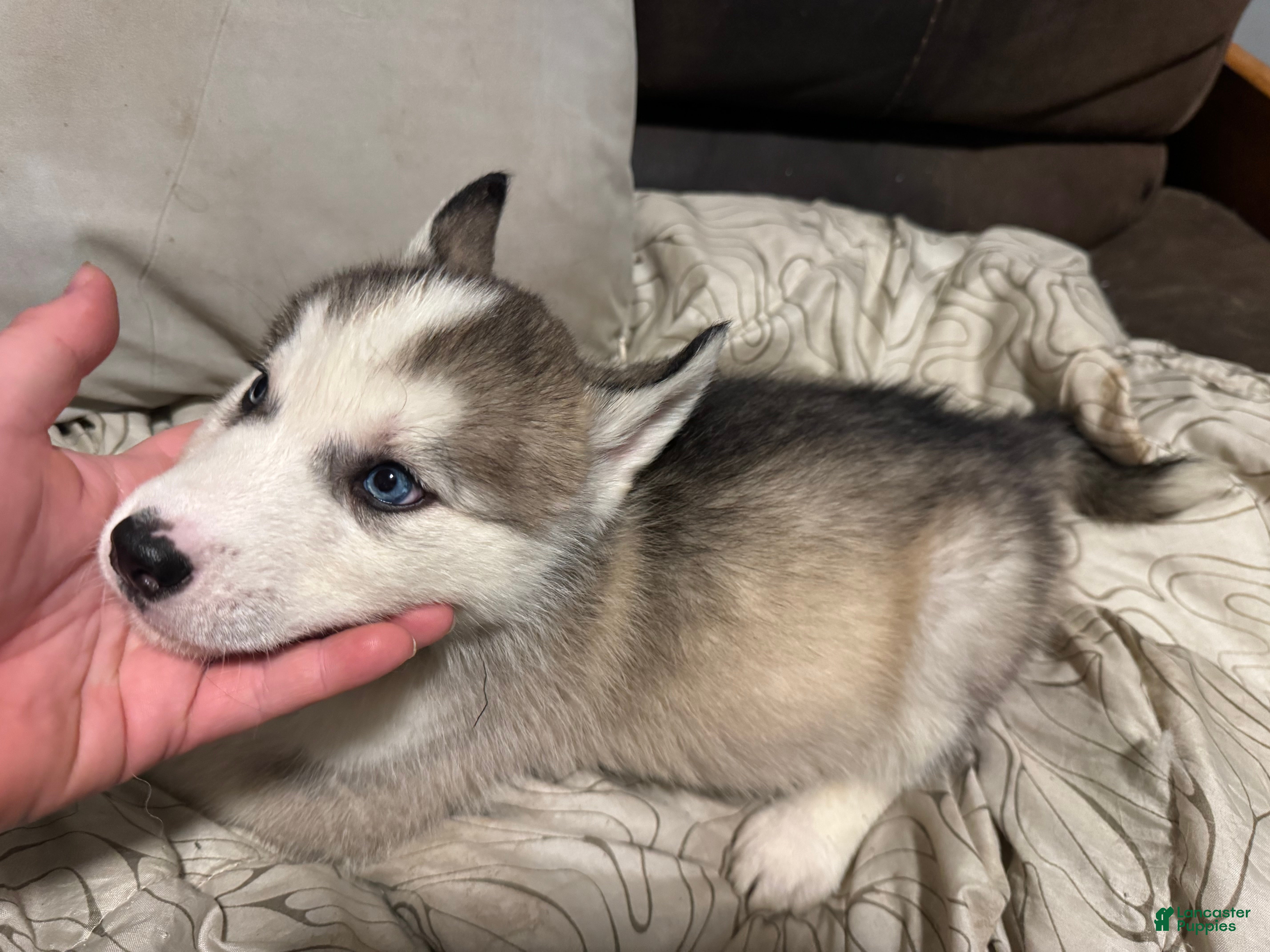 Siberian Husky dogs  Black  - Ad 31