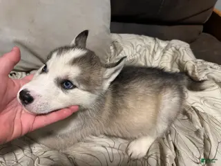 Siberian Husky dogs Black - Ad 16
