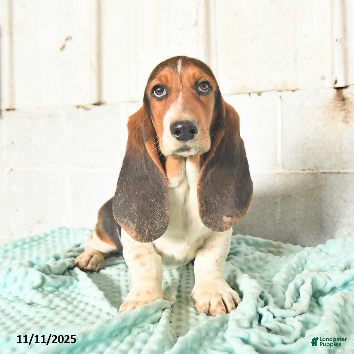 Basset Hound dogs Miles - Ad 7