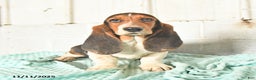 Basset Hound dogs for sale: Miles - Ad 1