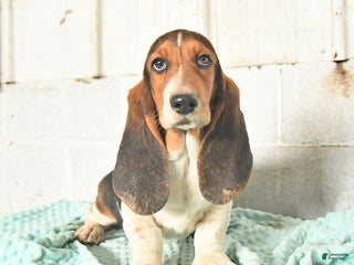 Basset Hound dogs Miles - Ad 34