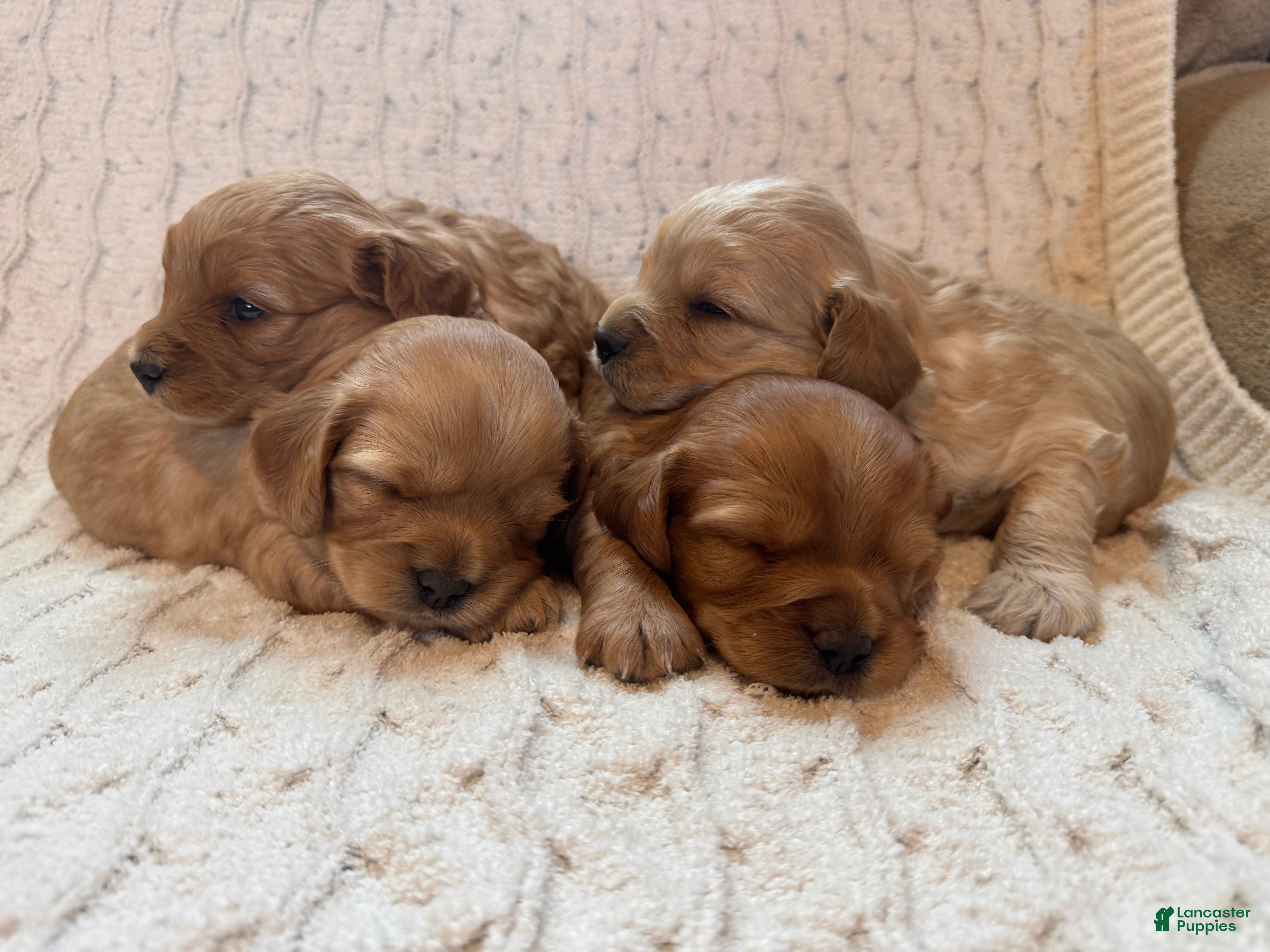 Cavapoo dogs Bella - Ad 1