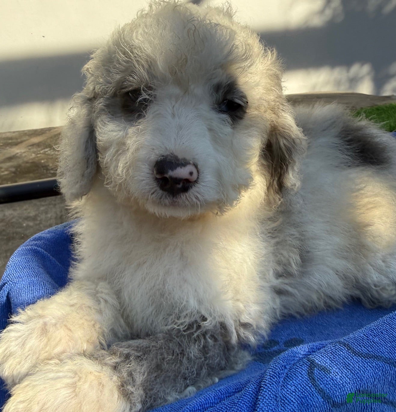 Mini Aussiedoodle dogs Lenny - Ad 1