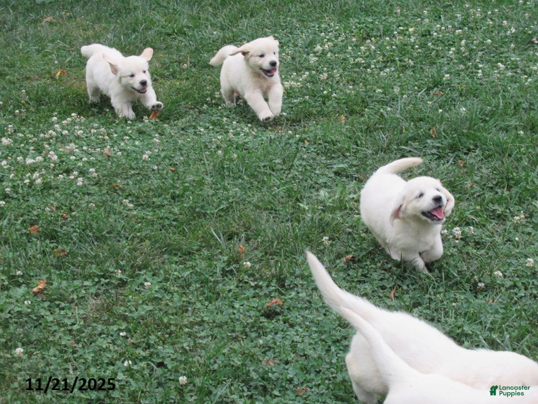 Golden Retriever dogs for sale: Emily - Ad 8