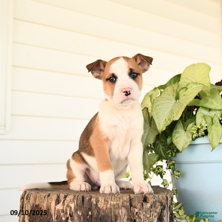 Boxer Pitbull Mix Beagle Boxer Mix Puppies For Sale Mixed Breed
