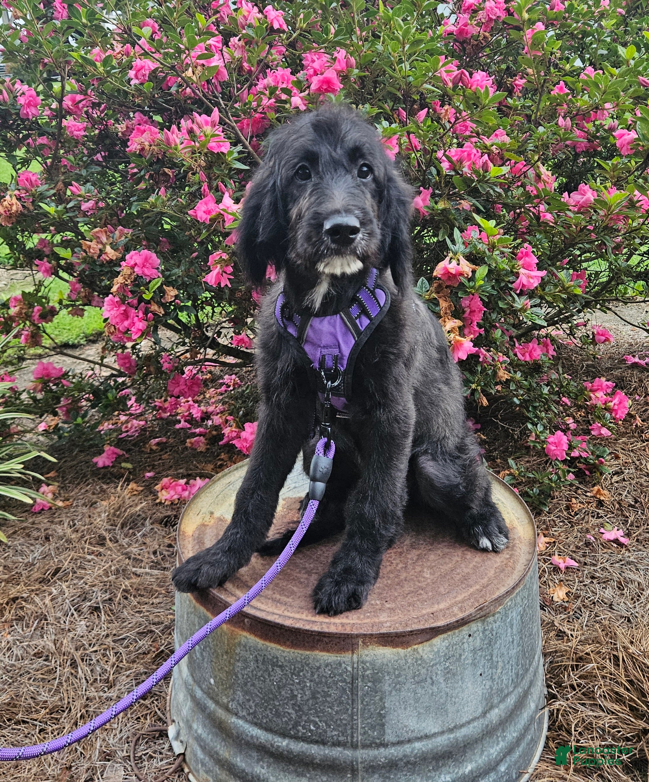 Goldendoodle dogs F1 Squash - Ad 37