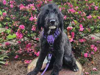 Goldendoodle dogs F1 Squash - Ad 7