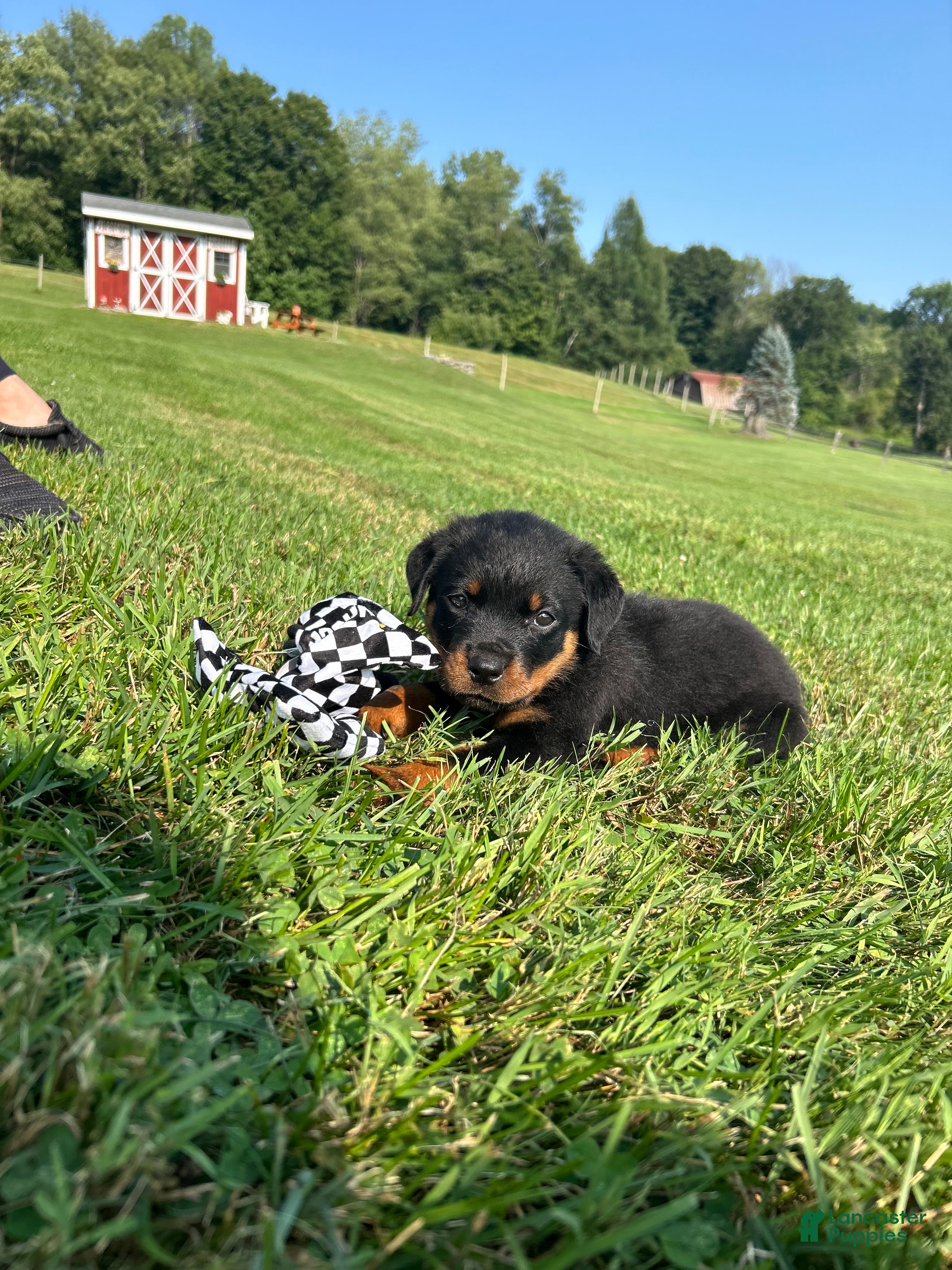 Rottweiler dogs Deloris  - Ad 1
