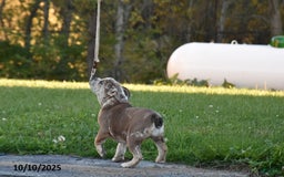 Mixed Breed dogs for sale: Maxie - Image 2