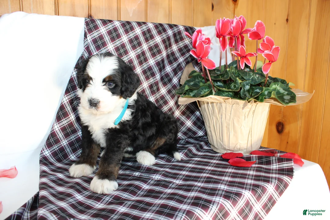 Bernedoodle dogs for sale: Shotgun - Ad 4