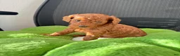 Toy Poodle dogs for sale: Remy - Ad 7