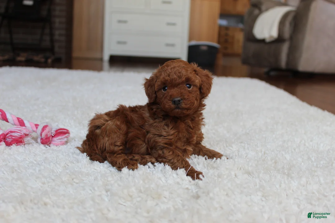 Toy Poodle dogs for sale: Melody - Ad 5