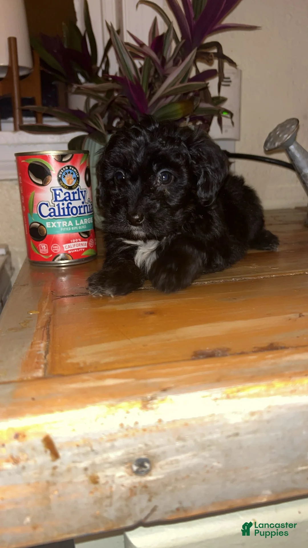Mixed Breed dogs for sale: Puppy 2  toy aussiedoddle - Ad 14