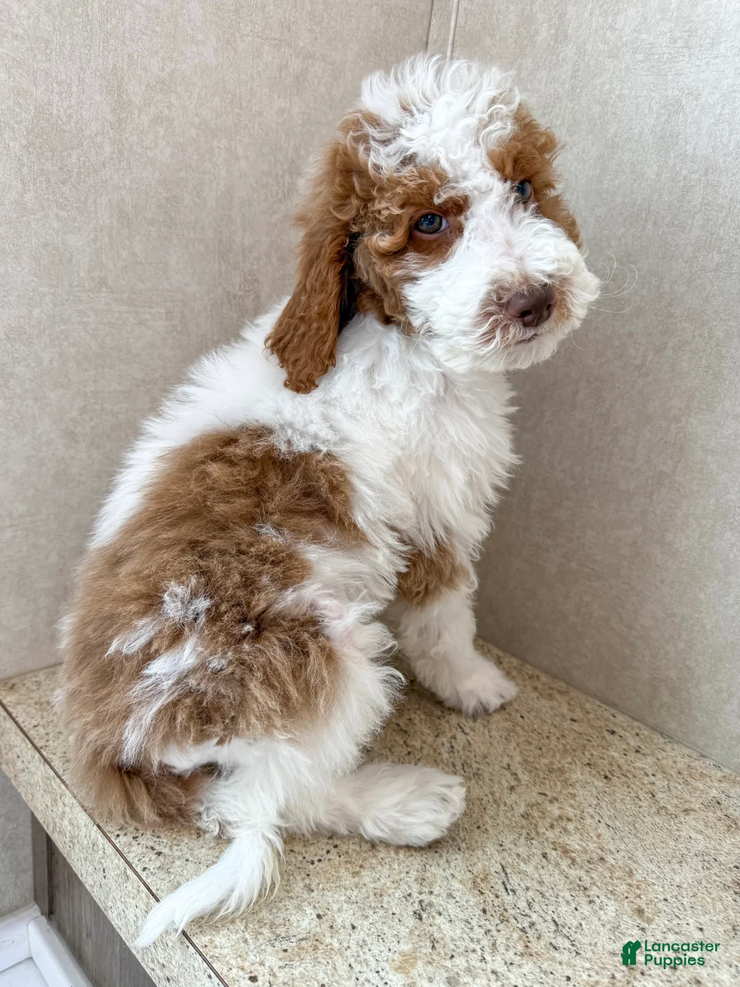 Goldendoodle dogs for sale: Groopert  - Ad 1