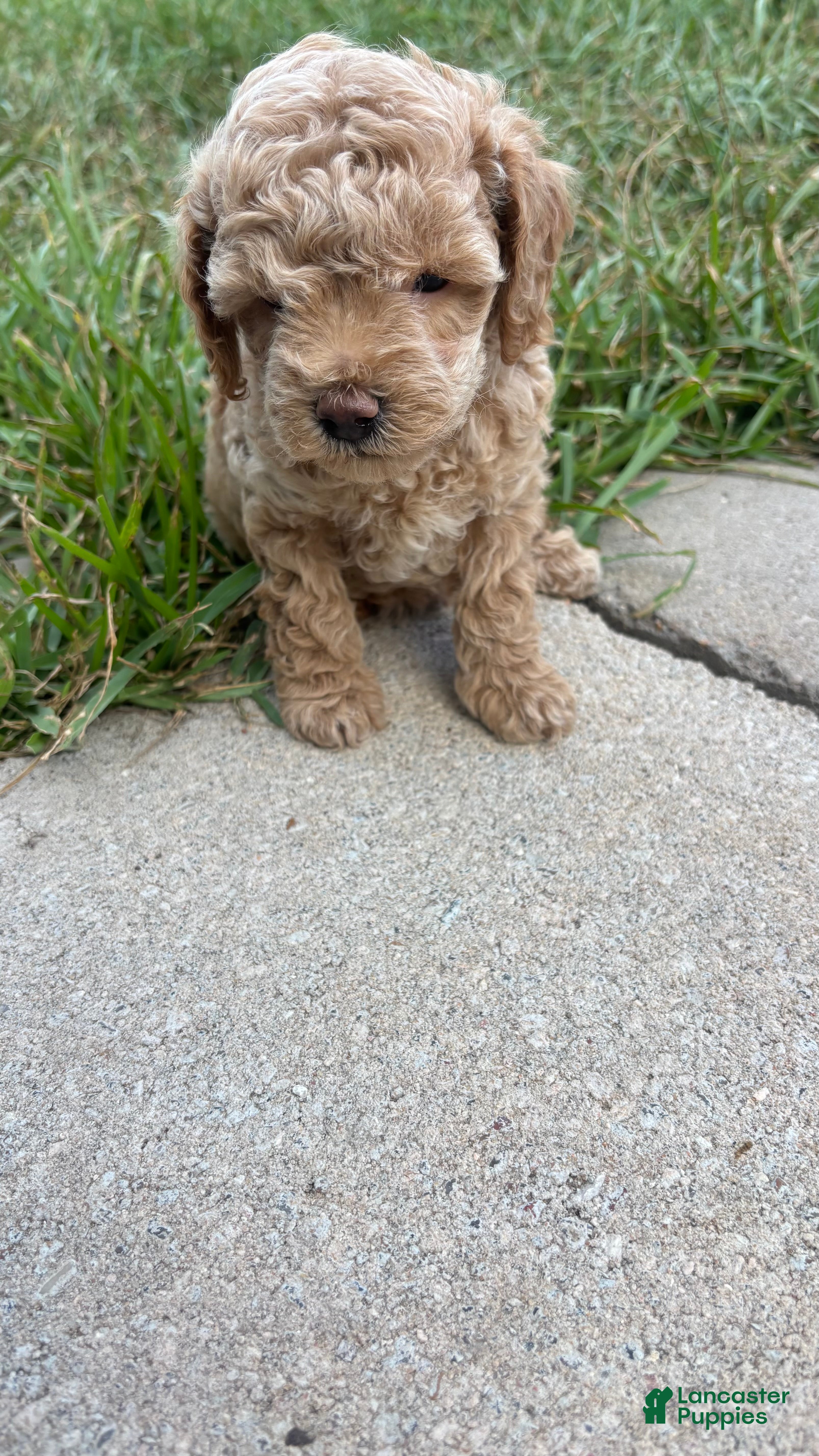Toy Poodle dogs Toy Poodle Puppy 2 - Ad 1