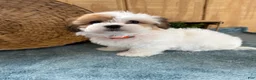 Teddy Bear dogs for sale: Precious - Ad 21