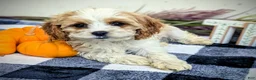 Cavapoo dogs for sale: Mr Andy - Ad 5