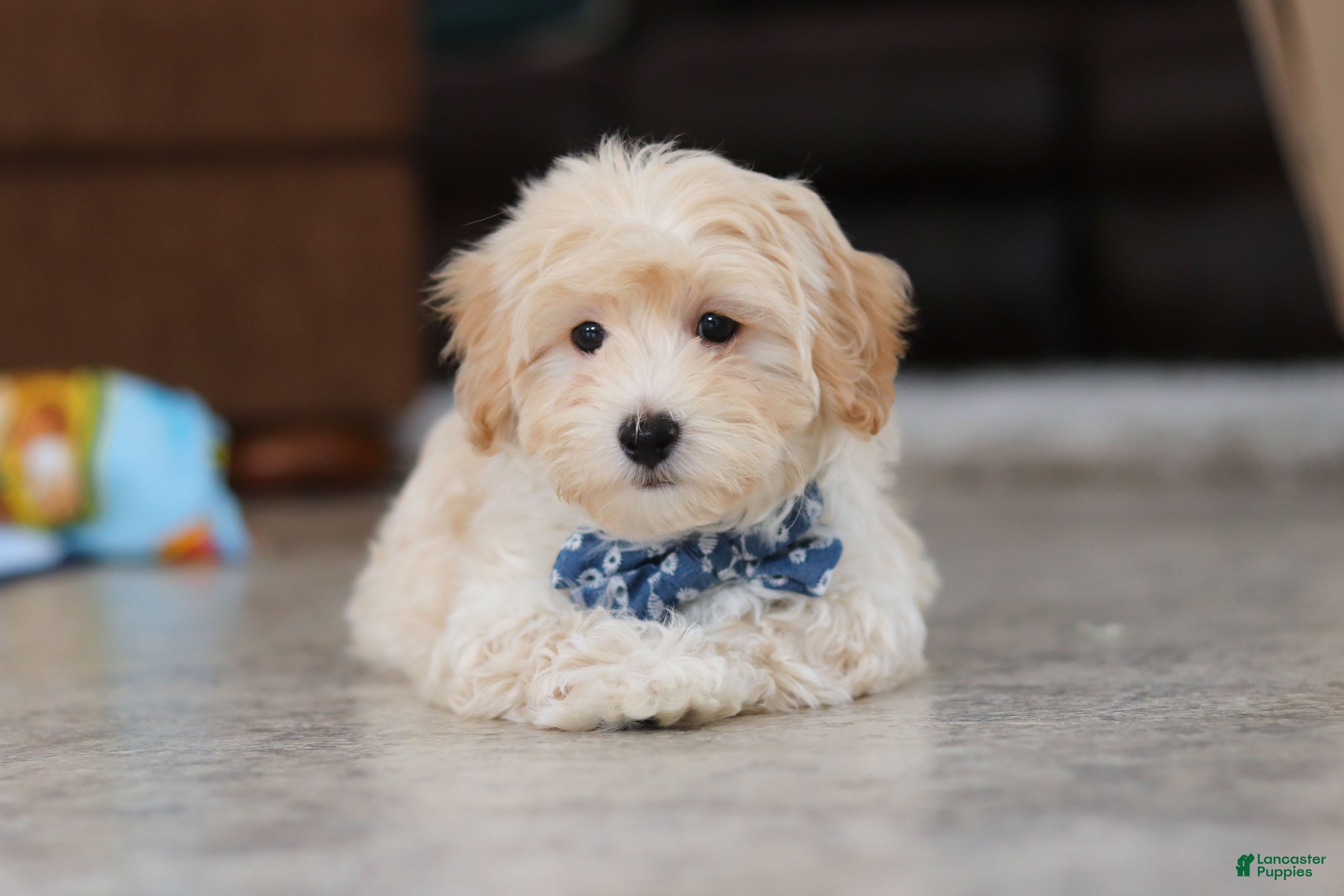 Maltipoo dogs Clark - Ad 2