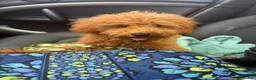 Mixed Breed dogs for sale: Taco - Ad 3