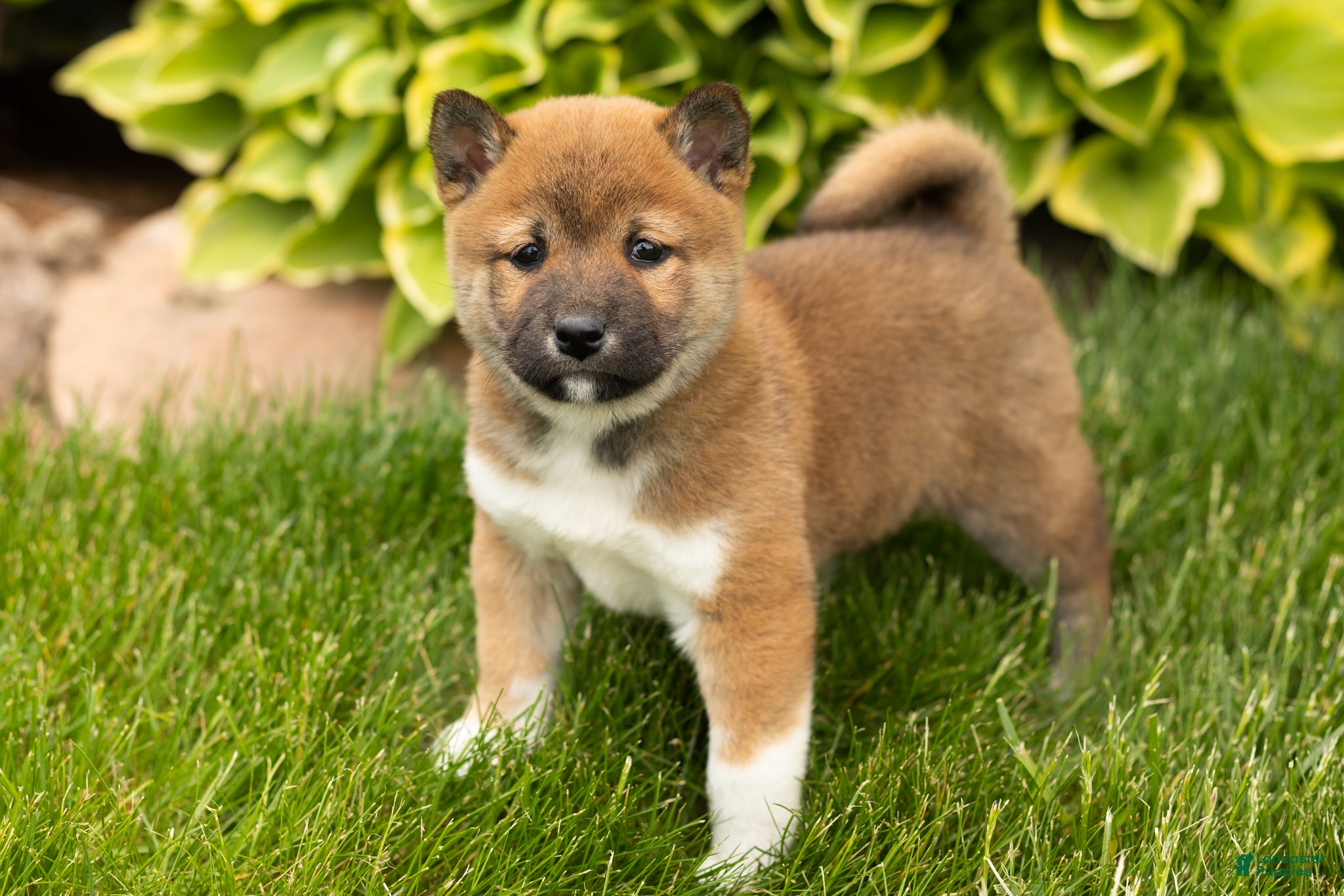 Shiba Inu dogs Juanita  - Ad 39
