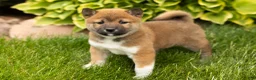 Shiba Inu dogs for sale: Juanita  - Ad 1