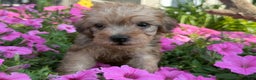 Schnoodle dogs for sale: Isaiah - Ad 38