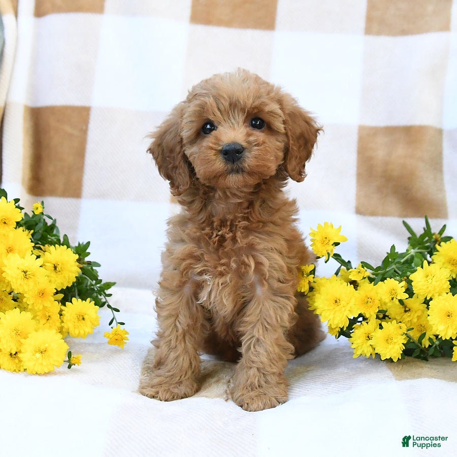 Cockapoo dogs Myla - Ad 1
