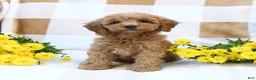 Cockapoo dogs for sale: Myla - Ad 1
