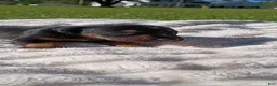 Doberman Pinscher dogs for sale: Raven - Ad 1