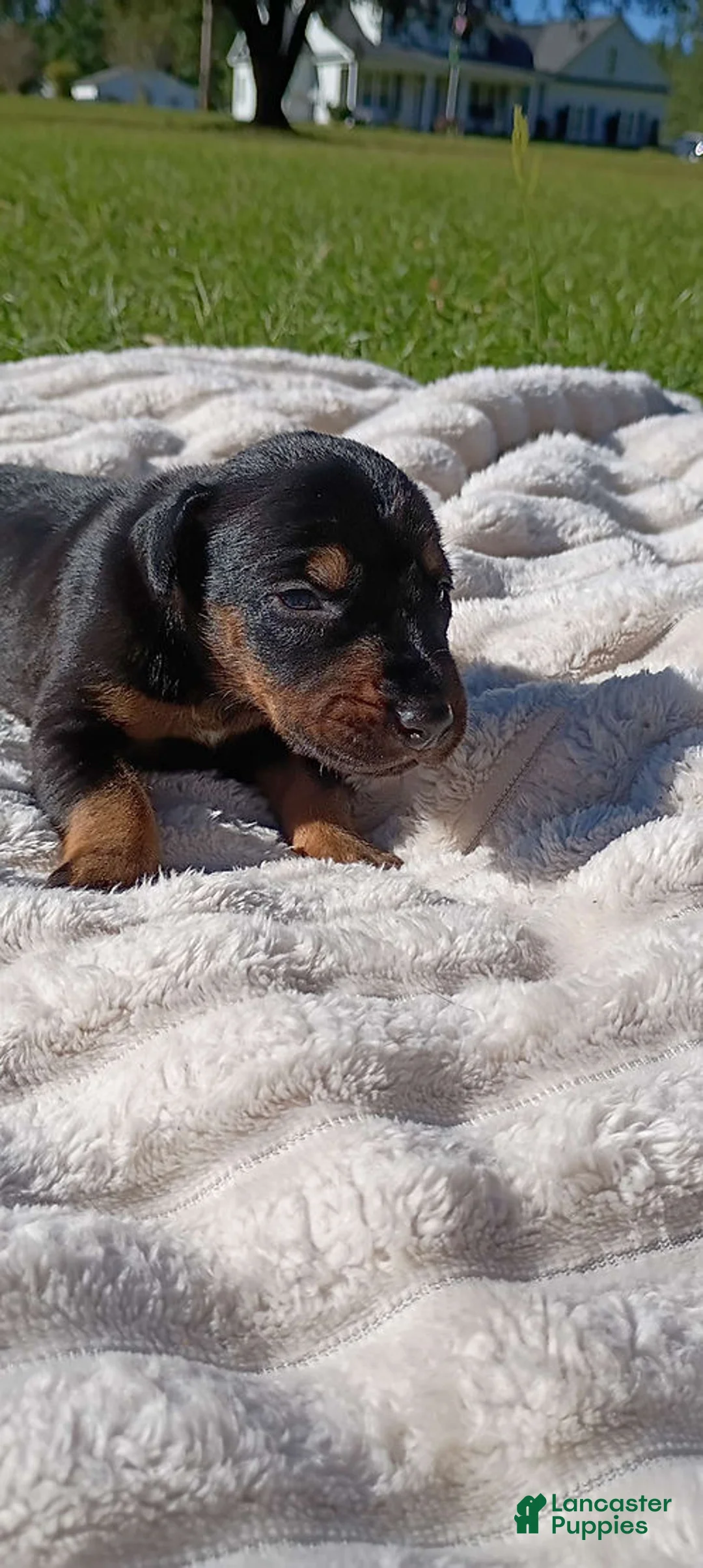 Doberman Pinscher dogs for sale: Raven - Ad 1