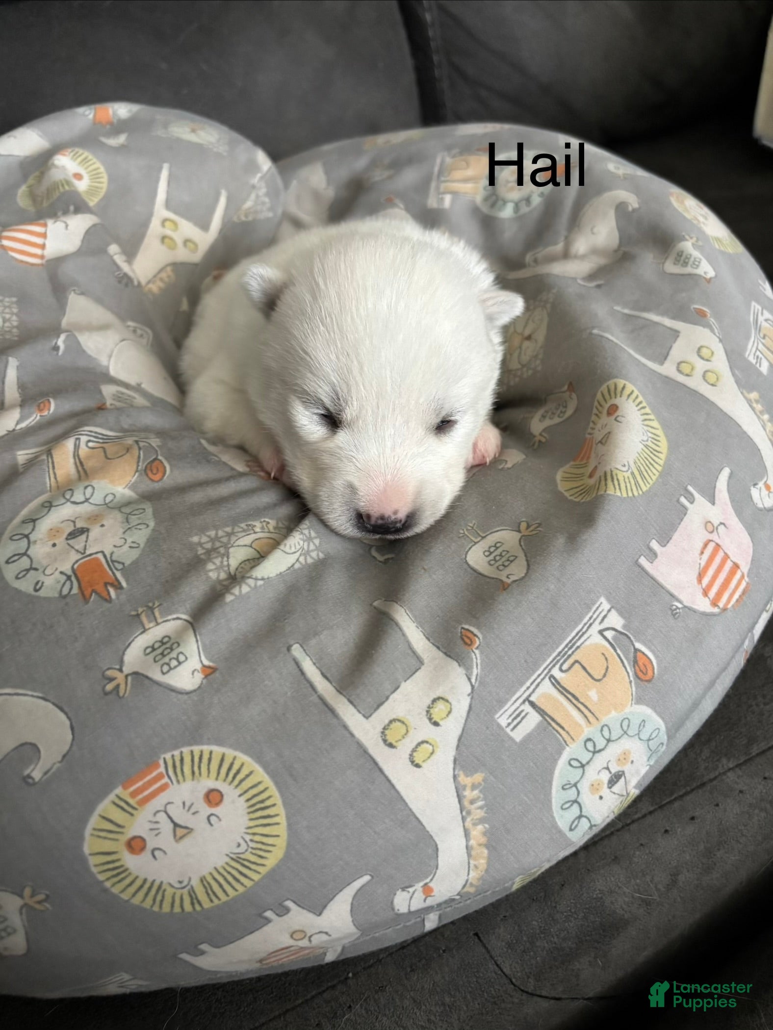 Pomsky dogs for sale: Hail - Ad 1