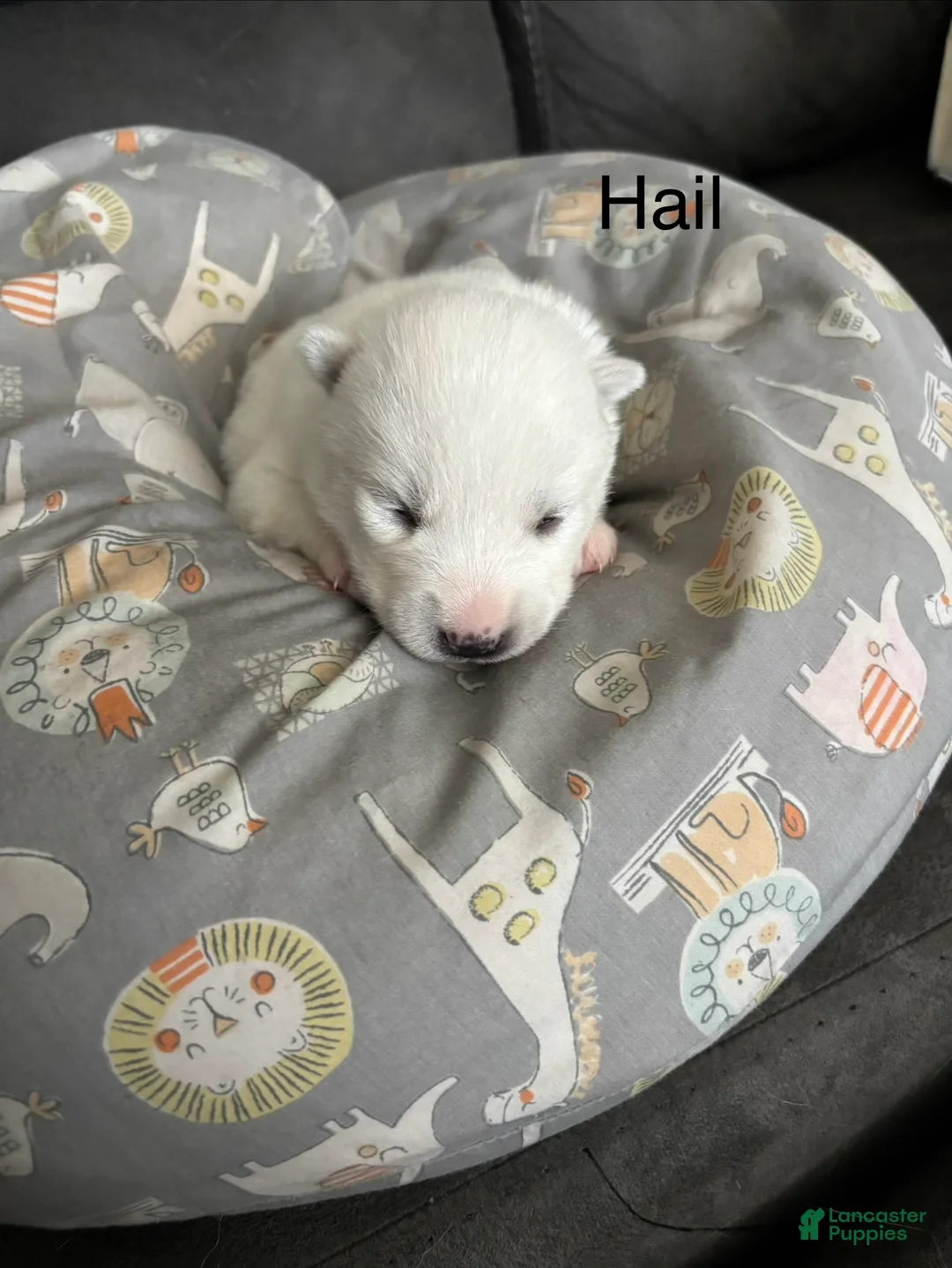 Pomsky dogs for sale: Hail - Ad 1