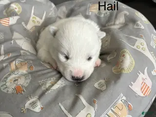 Pomsky dogs for sale: Hail - Ad 1