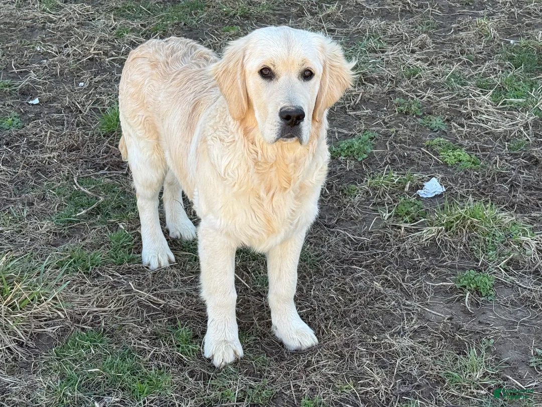 Golden Retriever dogs for sale: Joe - Ad 2