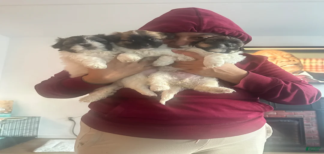 Gallery Image {{count}}