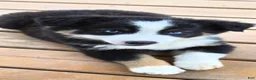 Australian Shepherd dogs for sale: Australian Shepherd Puppy 4 - Ad 5