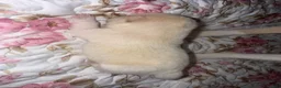 Mixed Breed dogs for sale: Aimée - Ad 5