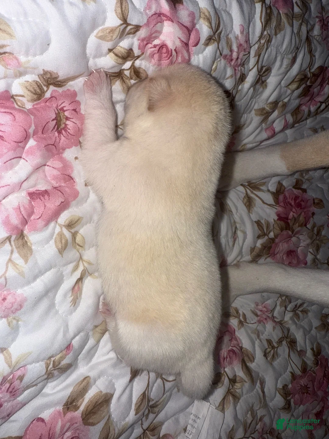 Mixed Breed dogs for sale: Aimée - Ad 5