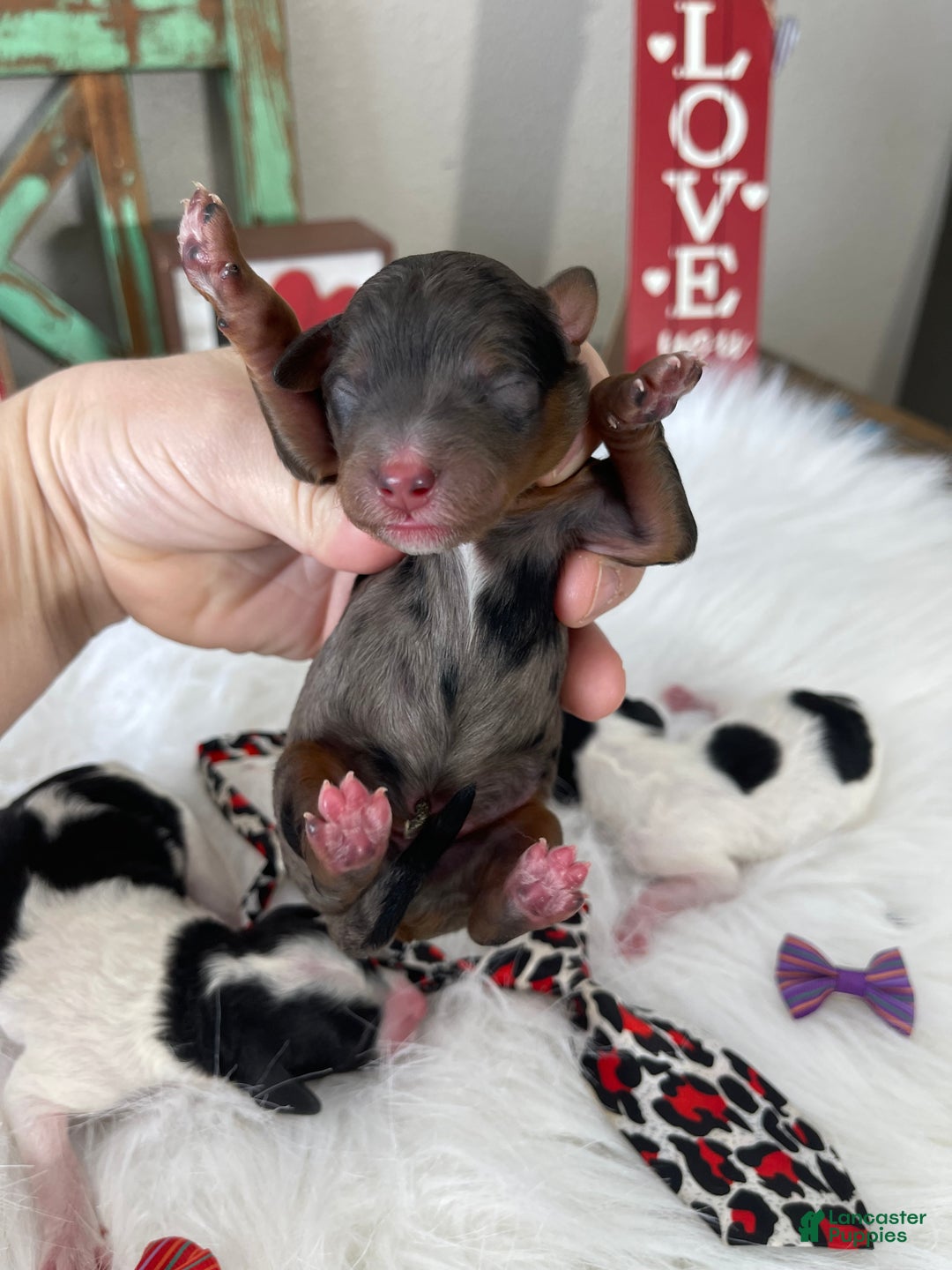 Miniature Poodle dogs for sale: Akc Blue Merle Phantom  - Ad 19