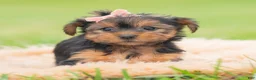 Yorkshire Terrier dogs for sale: Vivian - Ad 3