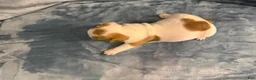 French Bulldog dogs for sale: French Bulldog 3 - Ad 5
